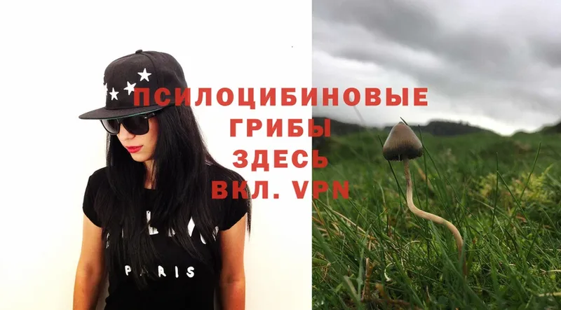 Галлюциногенные грибы Magic Shrooms  Братск 